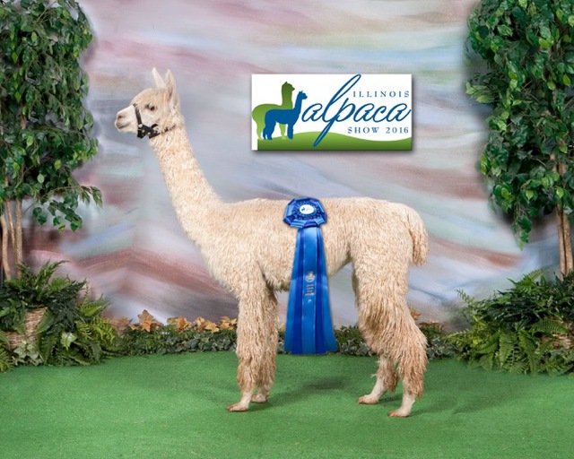 2016 Illinois Alpaca Showcase 1st place