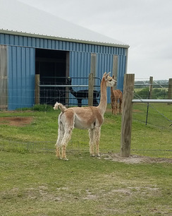 Photo of Apachae with Next Chapter Alpacas