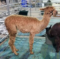 Photo of Johnny Walker Gold with Next Chapter Alpacas
