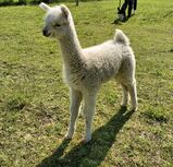 Intrepid's second cria, Spotted Tucker