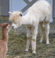 Misty wants to have her own cria!