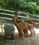 Shakira with her cria Liam Padriag and daughter Tempest