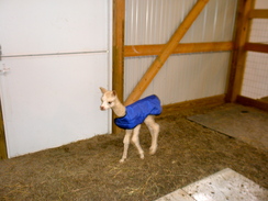 Aidan in his cria coat