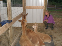 Shakira, Tempest and cria Kieran