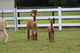 Gingersnap and her first cria, Lucia