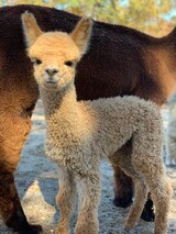 Brigadeiro was dripping with curls from the day he was born. The cutest cria ever!
