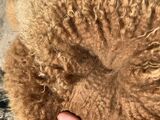 Belmiras cria fleece  born 5/28/22 taken 9/22