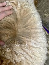 Seriously may be nicer than diesels cria fleece. AMAZING 