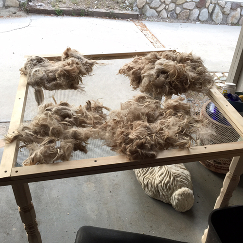 Fleece is cleaned and vegetable matter removed on a skirting table.