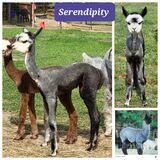 Serendipity as a cria