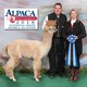 2018 1st Place AOA Nationals light 2 yr old male