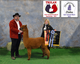 TxOlan 2021 Best Bred & Owned Male