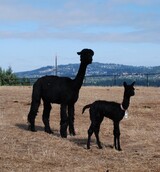 Alpha with her 2021 daughter, Aphrodite sired by Black Midnight