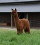Avallon's 2019 male cria, Royce, sired by Roy