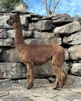 Ophelia is Avallon's 2021 cria sired by Black Midnight