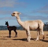 Tashi with her 2021 cria, Violet, sired by Black Midngight
