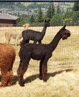 Kizmit's 2019 cria, Kingston sired by Cinders