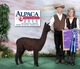 National Champ Daughter - GLR Sombria