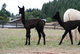 Sombra 2018 cria, Solaris Negra, sired by Cinders