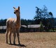 2017 cria sired by Cinders