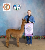 Valeri's 2025 cria, Vulkan of Halo