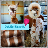 Maternal Sister: Dottie Biscotti