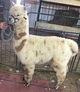Apache before his first shearing.