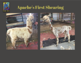 Apache's First Shearing