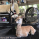 August 2017 - With 1 day old Cria