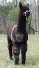 Bodie as a Yearling