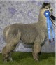 Jasmine's Sire, SilverCoyo Outlaw with 10 Blues and 6 Championships, and a 2010 Get of Sire award