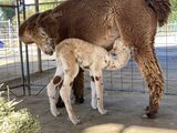Tic Tac and her 2022 cria-- Hat Trick