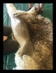 Harlequin Offspring - First Shearing