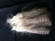 1st shearing fiber sample. Blonde tips, gorgeous rose grey below.