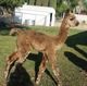 Just Cria-Tipped!