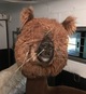Teddy Bear Head!