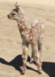 Cria Tipped - 2 days old