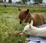 Sweet Jessica Tending to a Newborn