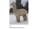 Sire: Snow Diamond Private Reserve