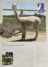 Dam: Snow Diamond Sugar Plum