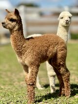 Cria in Package