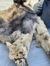 First shearing — fawn to grey