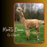 Grand-Dam: Dixie from MaRS