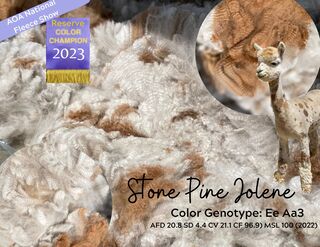 Photo of ~Stone Pine Jolene (Appaloosa)
