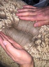 GSire's Fleece