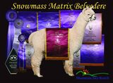 Sire: Snowmass Matrix Belvedere