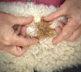 Newborn Fleece