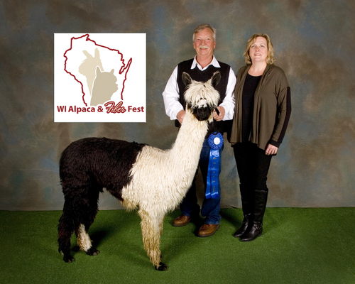 First place @ 2016 Wisconsin Alpaca and Fiber Fest