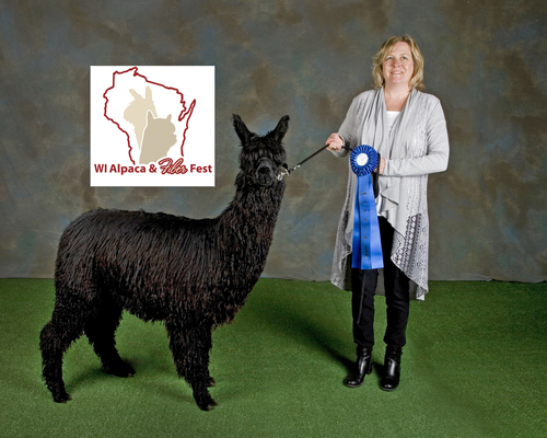 First Place @ 2016 Wisconsin Alpaca and Fiber Fest