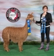 Suri Junior Herdsire of the Year @ 2015 Best of the US Alpaca Show 